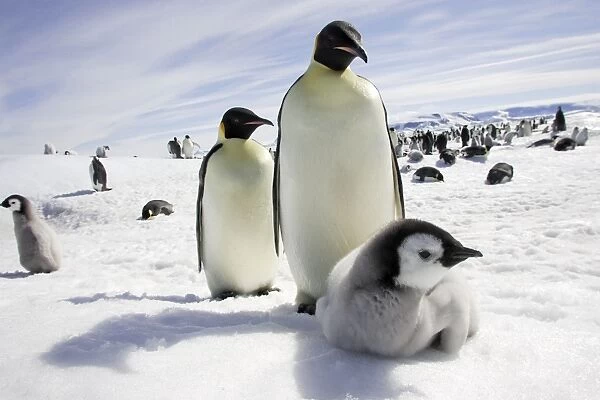 Emperor Penguin - adults and chick. Snow hill island - Antarctica