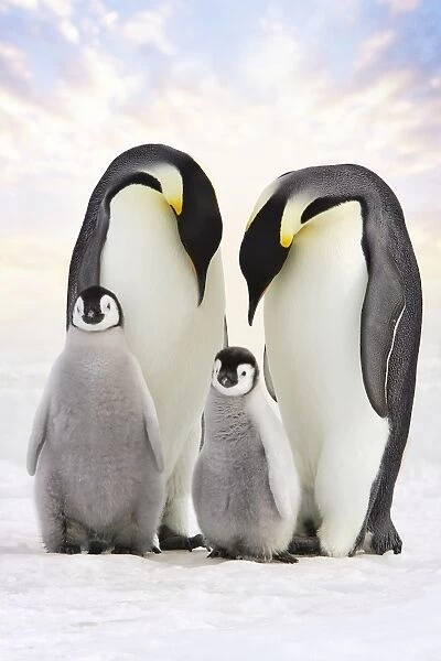 Emperor Penguin - two adults with two chicks. Snow hill island - Antarctica Cleaned background, added sky, straightened Penguins