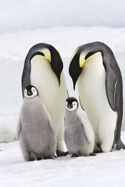 Emperor Penguin - two adults with two chicks. Snow hill island - Antarctica