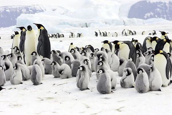 Emperor Penguin - adults and chicks. Snow hill island - Antarctica