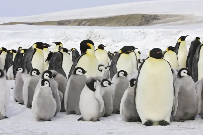 Framed Print : Emperor Penguin - adults and chicks. Snow hill island - Antarctica Framed Print : Emperor Penguin - adults and chicks. Snow hill island - Antarctica