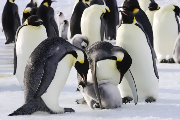 Framed Print : Emperor Penguin - adults and chicks. Snow hill island - Antarctica Framed Print : Emperor Penguin - adults and chicks. Snow hill island - Antarctica
