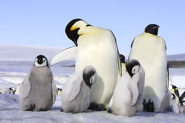 Emperor Penguin - adults & chicks. Snow hill island - Antarctica