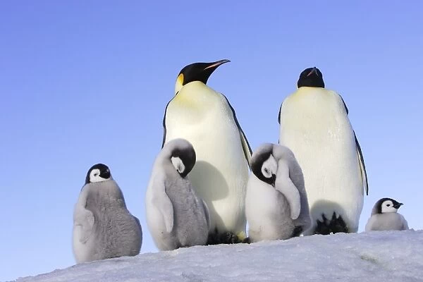 Emperor Penguin - adults & chicks. Snow hill island - Antarctica