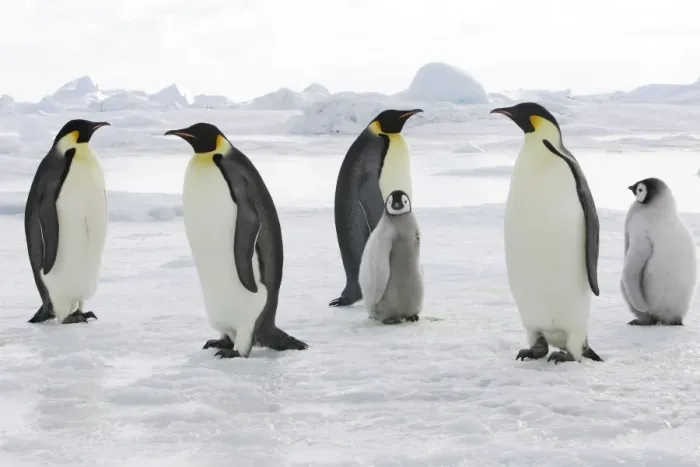 Framed Print : Emperor Penguin - adults with chicks. Snow hill island - Antarctica