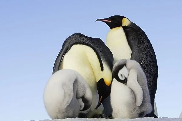 Emperor Penguin - adults & chicks sleeping. Snow hill island - Antarctica
