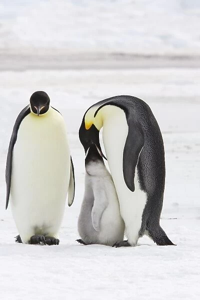 Emperor Penguin - adults feeding chick. Snow hill island - Antarctica