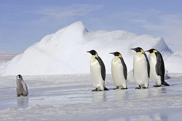 Emperor Penguin - four adults following chick across ice. Snow hill island - Antarctica
