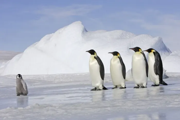 Framed Print : Emperor Penguin - four adults following chick across ice. Snow hill island - Antarctica Framed Print : Emperor Penguin - four adults following chick across ice. Snow hill island - Antarctica
