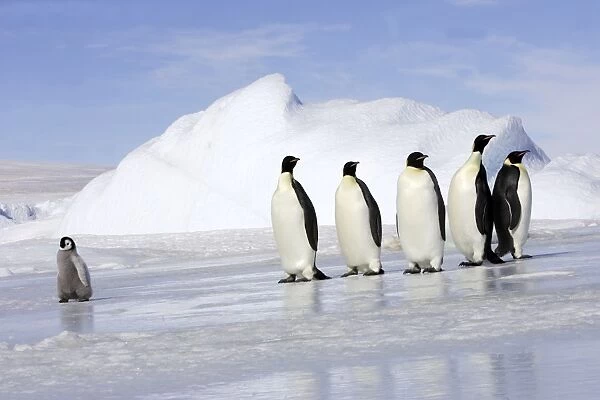Emperor Penguin - adults following chick across ice. Snow hill island - Antarctica