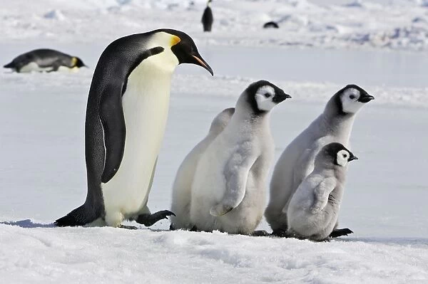 Emperor Penguin - adults following group of chicks. Snow hill island - Antarctica