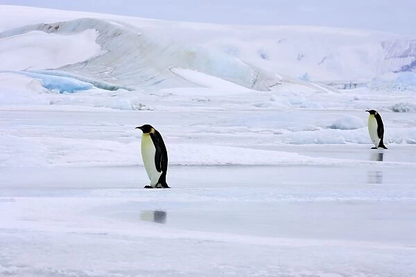Emperor Penguin - two adults on ice. Snow hill island - Antarctica