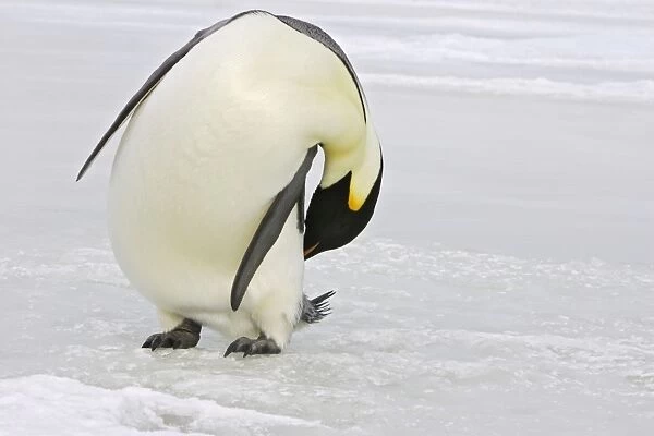 Emperor Penguin - adults preening. Snow hill island - Antarctica