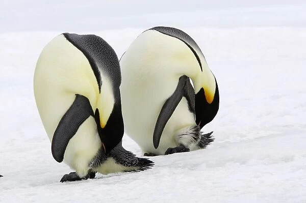 Emperor Penguin - two adults preening. Snow hill island - Antarctica