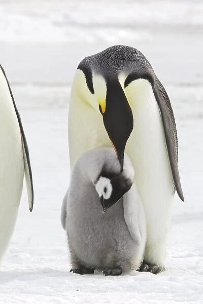 Emperor Penguin - adults preening chick. Snow hill island - Antarctica