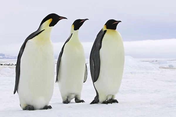 Emperor Penguin - three adults. Snow hill island - Antarctica