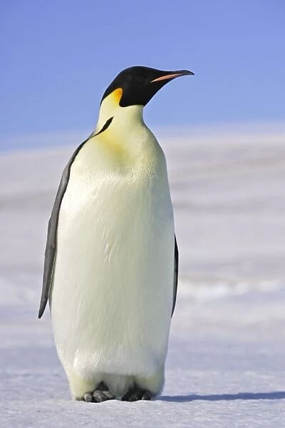 Emperor Penguin - adults. Snow hill island - Antarctica