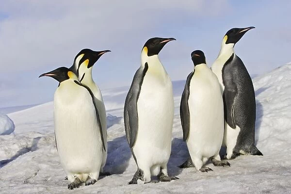 Emperor Penguin - adults. Snow hill island - Antarctica