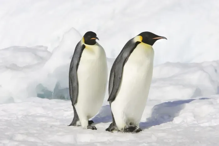 Framed Print : Emperor Penguin - two adults. Snow hill island - Antarctica Framed Print : Emperor Penguin - two adults. Snow hill island - Antarctica