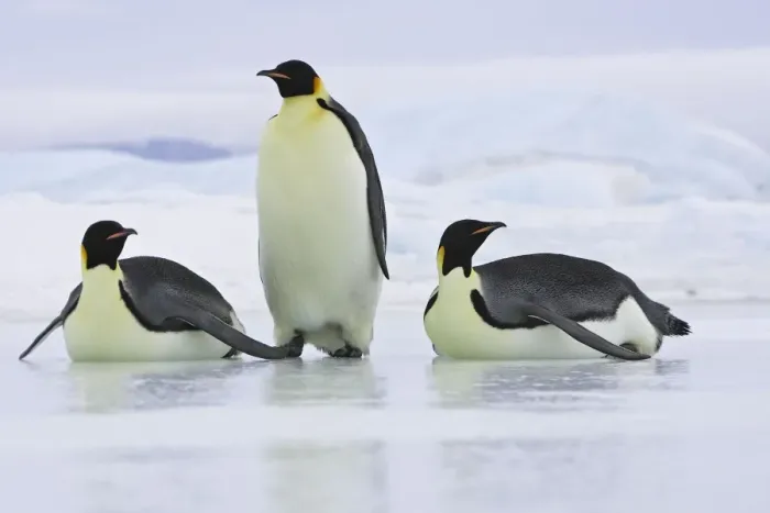 Framed Print : Emperor Penguin - three adults. Snow hill island - Antarctica Framed Print : Emperor Penguin - three adults. Snow hill island - Antarctica