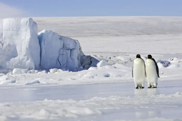 Framed Print : Emperor Penguin - two adults standing on ice. Snow hill island - Antarctica Framed Print : Emperor Penguin - two adults standing on ice. Snow hill island - Antarctica