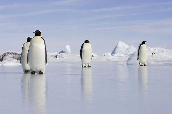 Emperor Penguin - four adults standing on ice. Snow hill island - Antarctica