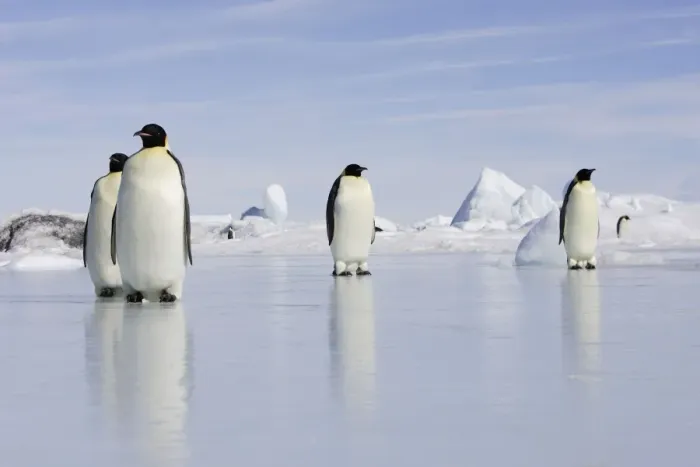 Framed Print : Emperor Penguin - four adults standing on ice. Snow hill island - Antarctica Framed Print : Emperor Penguin - four adults standing on ice. Snow hill island - Antarctica