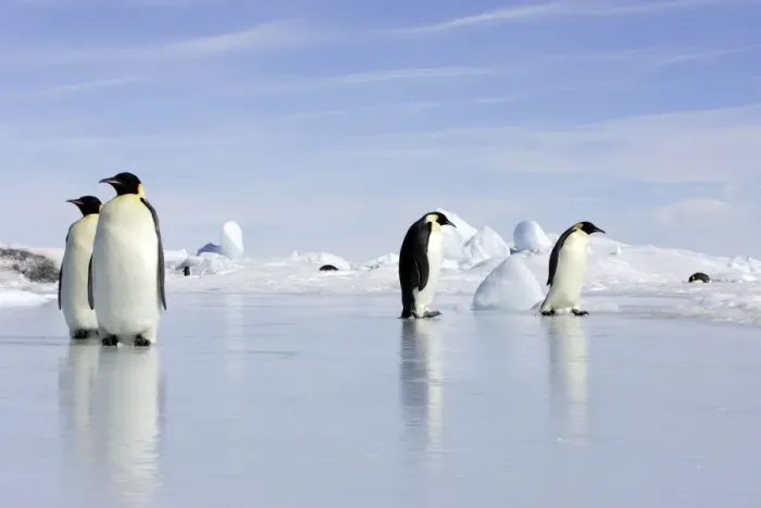 Framed Print : Emperor Penguin - four adults standing on ice. Snow hill island - Antarctica Framed Print : Emperor Penguin - four adults standing on ice. Snow hill island - Antarctica