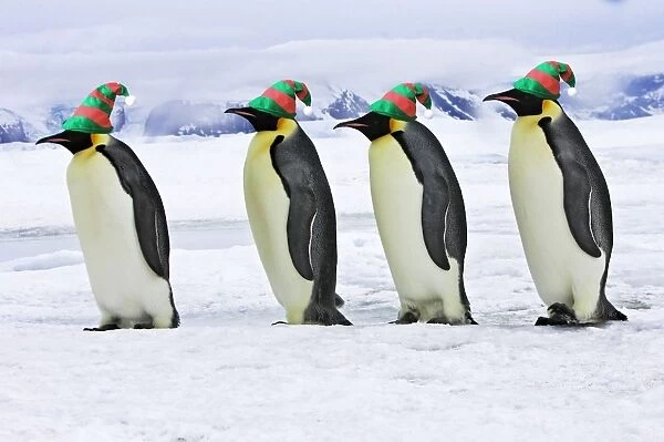 Emperor Penguin - four adults walking across ice, wearing hats. Snow hill island - Antarctica