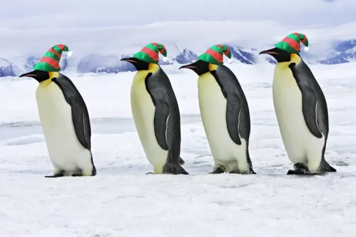 Framed Print : Emperor Penguin - four adults walking across ice, wearing hats. Snow hill island - Antarctica Framed Print : Emperor Penguin - four adults walking across ice, wearing hats. Snow hill island - Antarctica