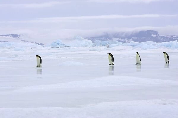 Emperor Penguin - adults walking across ice. Snow hill island - Antarctica
