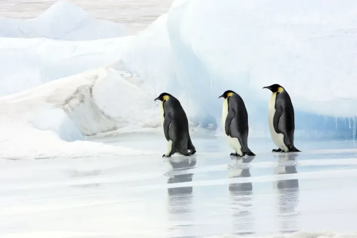 Framed Print : Emperor Penguin - three adults walking across ice. Snow hill island - Antarctica Framed Print : Emperor Penguin - three adults walking across ice. Snow hill island - Antarctica