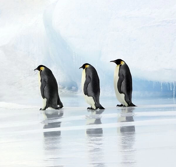 Emperor Penguin - three adults walking across ice. Snow hill island, Antarctica