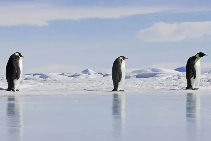 Framed Print : Emperor Penguin - three adults walking across ice. Snow hill island - Antarctica Framed Print : Emperor Penguin - three adults walking across ice. Snow hill island - Antarctica