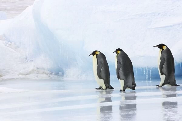Emperor Penguin - three adults walking across ice. Snow hill island - Antarctica