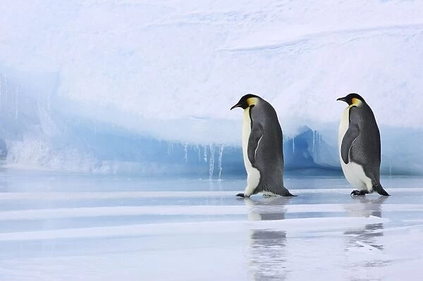 Emperor Penguin - two adults walking across ice. Snow hill island - Antarctica