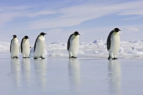 Emperor Penguin - adults walking across ice. Snow hill island - Antarctica