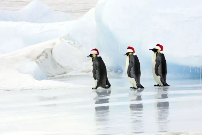 Framed Print : Emperor Penguin - three adults walking across ice wearing red Christmas Santa hats Framed Print : Emperor Penguin - three adults walking across ice wearing red Christmas Santa hats