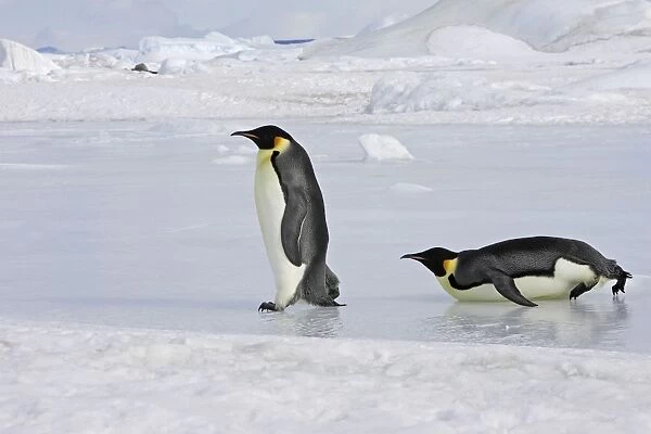 Emperor Penguin - two adults walking & sliding across ice. Snow hill island - Antarctica