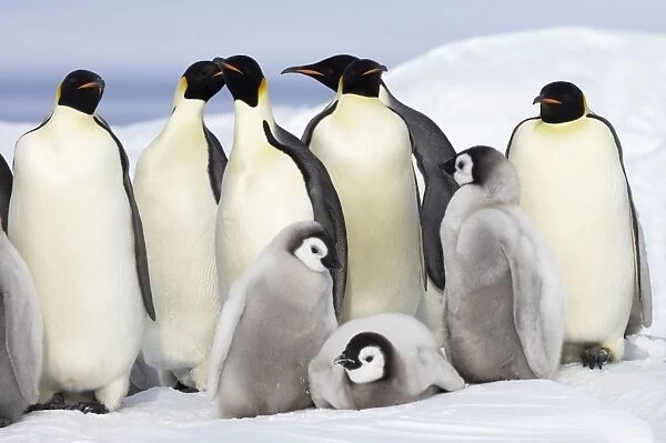 Emperor Penguin - Adults and Young Aptenodytes forsteri Snow Hill Island Antarctica BI012065