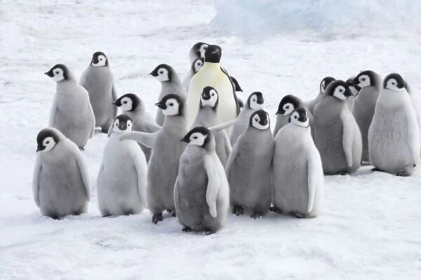 Emperor Penguin - Adults and Young Aptenodytes forsteri Snow Hill Island Antarctica BI012113