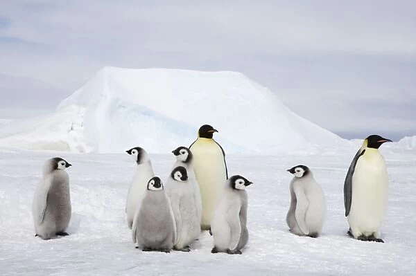 Emperor Penguin - Adults and Young Aptenodytes forsteri Snow Hill Island Antarctica BI012141