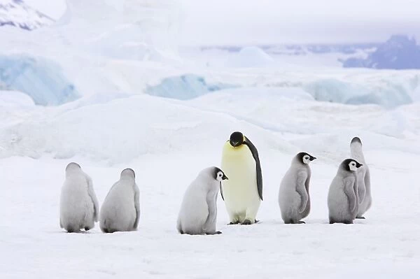 Emperor Penguin - Adults and Young Crossing Sea Ice Aptenodytes forsteri Snow Hill Island Antarctica BI012277