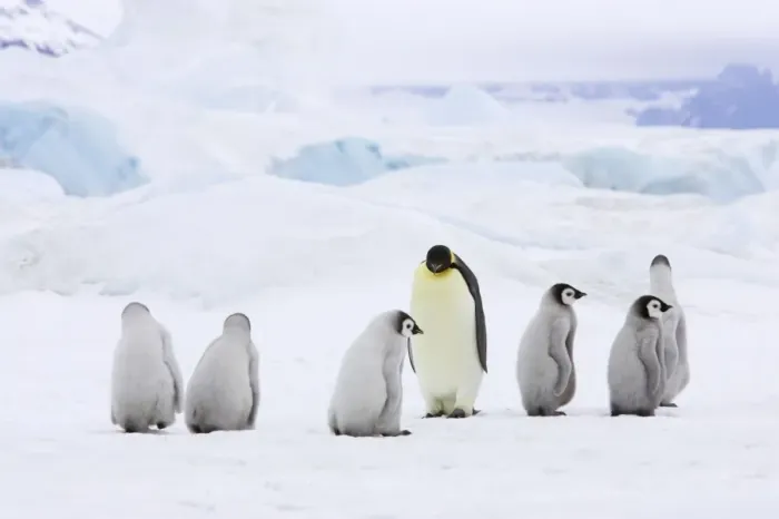 Framed Print : Emperor Penguin - Adults and Young Crossing Sea Ice Aptenodytes forsteri Snow Hill Island Antarctica BI012277 Framed Print : Emperor Penguin - Adults and Young Crossing Sea Ice Aptenodytes forsteri Snow Hill Island Antarctica BI012277