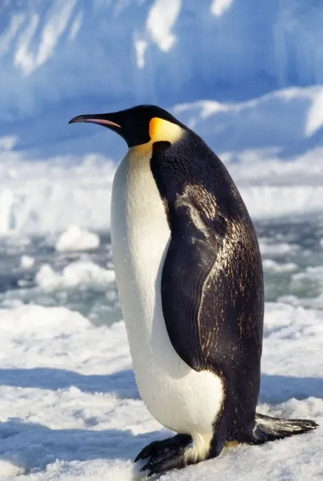 Framed Print : Emperor Penguin Antarctic Framed Print : Emperor Penguin Antarctic