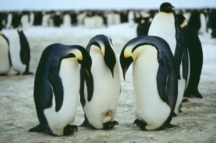Framed Print : Emperor Penguin Antarctica
