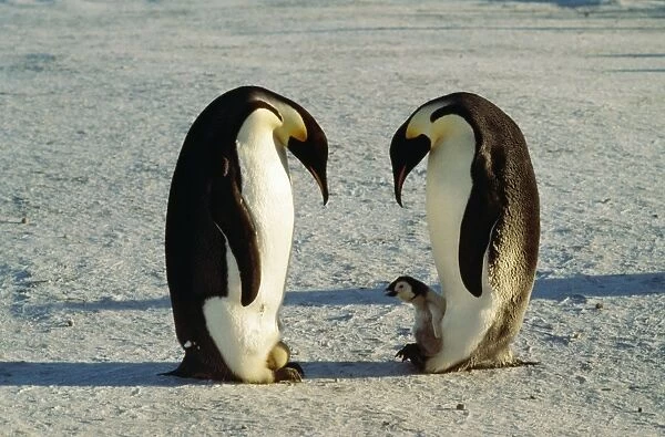 Emperor Penguin AU 112 GR One with egg on feet, other with chick, Antarctica Aptenodytes forsteri © Graham Robertson  /  ARDEA LONDON