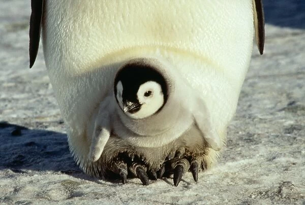 Emperor Penguin AU 113 GR Antarctica Aptenodytes forsteri © G. Robertson  /  ARDEA LONDON