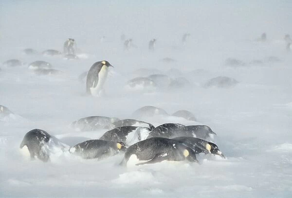 Emperor Penguin AU 129 / GR Antartica Aptenodytes forsteri © G. Robertson  /  ARDEA LONDON