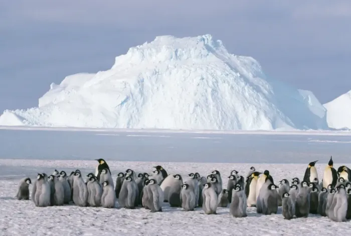 Framed Print : Emperor Penguin AU 17 / GR Creche & Adult birds, Antarctica. Aptenodytes forsteri © G. Robertson / ARDEA LONDON Framed Print : Emperor Penguin AU 17 / GR Creche & Adult birds, Antarctica. Aptenodytes forsteri © G. Robertson / ARDEA LONDON